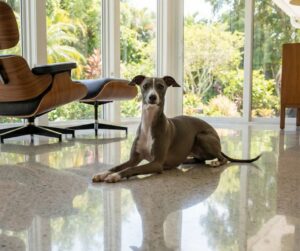 Dog laying down on terrazzo flooring